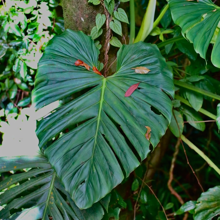 Nasiona-Filodendrona-Findens–Philodendron-Findens (3).png