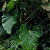 Nasiona-Filodendrona-Findens–Philodendron-Findens (2).png