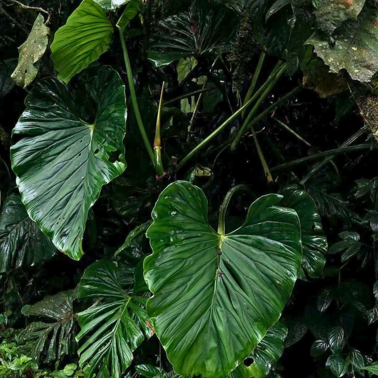Nasiona-Filodendrona-Findens–Philodendron-Findens (2).png