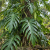 Nasiona-Filodendrona-Findens–Philodendron-Findens.png