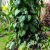 Nasiona-Filodendrona-Lacerum–Philodendron-Lacerum (3).png