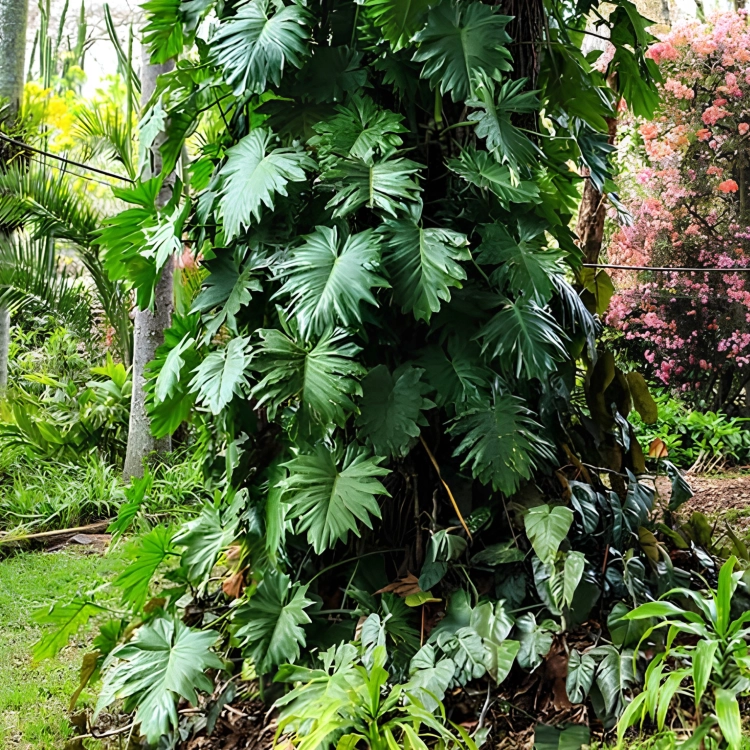 Nasiona-Filodendrona-Lacerum–Philodendron-Lacerum (3).png