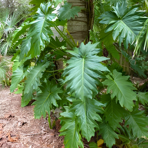 Nasiona-Filodendrona-Lacerum–Philodendron-Lacerum (2).png