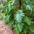 Nasiona-Filodendrona-Lacerum–Philodendron-Lacerum (2).png