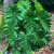 Nasiona-Filodendrona-Lacerum–Philodendron-Lacerum (1).png