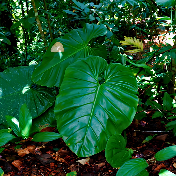 Nasiona-Filodendrona-Pterotum–Philodendron-Pterotum (3).png