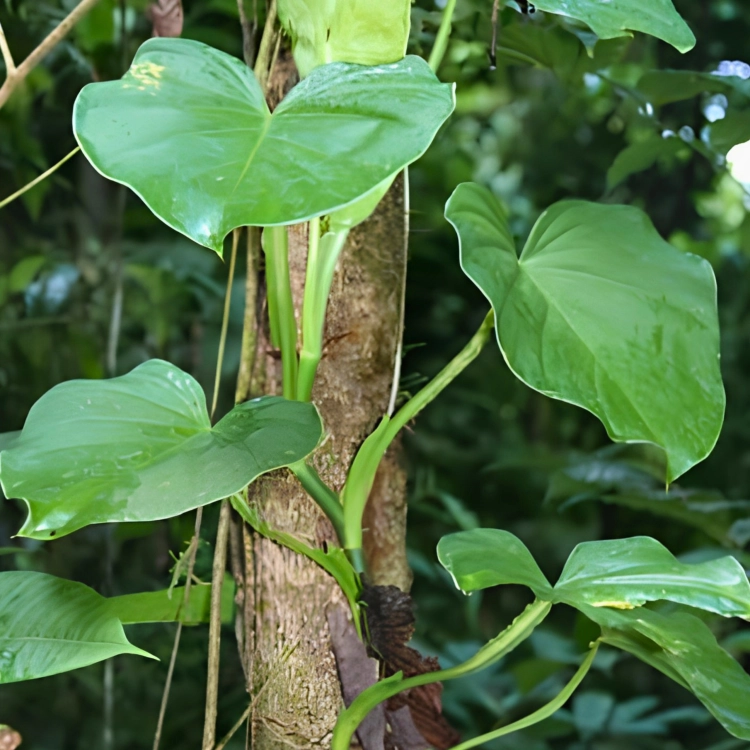 Nasiona-Filodendrona-Pterotum–Philodendron-Pterotum (2).png