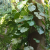 Nasiona-Filodendrona-Pterotum–Philodendron-Pterotum (1).png