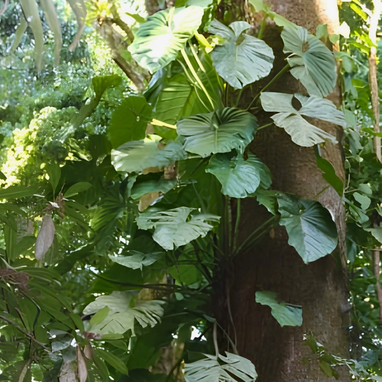Nasiona-Filodendrona-Pterotum–Philodendron-Pterotum (1).png