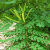 Nasiona-Gruczołkowca-Pawiego–Adenanthera-Pavonina (2).png