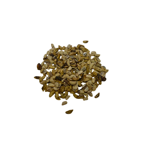 Nasiona-Szeflery-Puecklera–Schefflera-Pueckleri (5).png