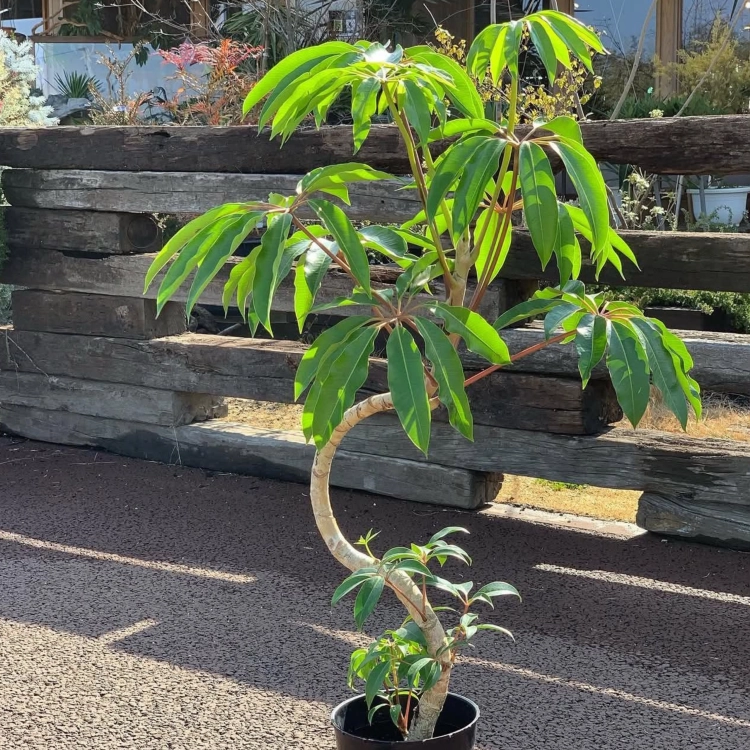 Nasiona-Szeflery-Puecklera–Schefflera-Pueckleri (4).png