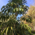 Nasiona-Szeflery-Puecklera–Schefflera-Pueckleri (3).png