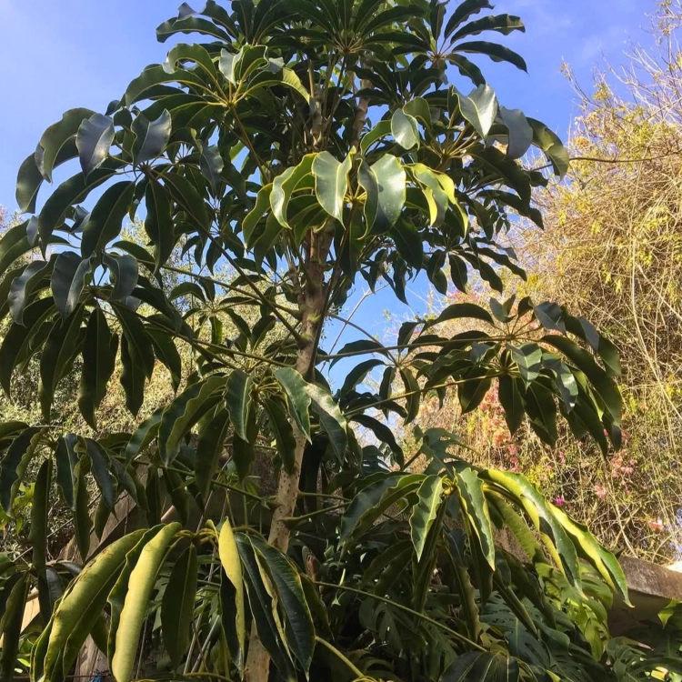 Nasiona-Szeflery-Puecklera–Schefflera-Pueckleri (3).png