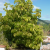 Nasiona-Szeflery-Puecklera–Schefflera-Pueckleri (2).png