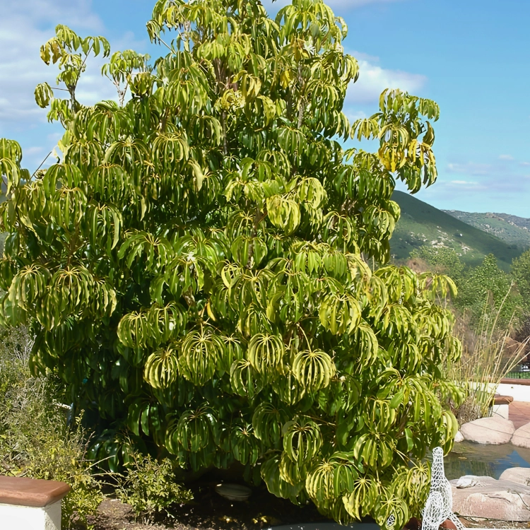 Nasiona-Szeflery-Puecklera–Schefflera-Pueckleri (2).png