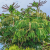 Nasiona-Szeflery-Puecklera–Schefflera-Pueckleri (6).png