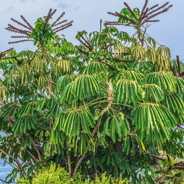 Nasiona-Szeflery-Puecklera–Schefflera-Pueckleri (6).png