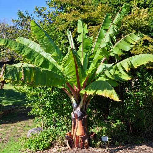 Nasion-Bananowca-Abisyńskiego-‘Uganda’ –Ensete-Ventricosum ‘Uganda’ (1).png