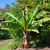 Nasion-Bananowca-Abisyńskiego-‘Uganda’ –Ensete-Ventricosum ‘Uganda’ (1).png