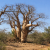 Nasiona-Baobabu-Madagaskarskiego–Adansonia-Madagascariensis (1).png