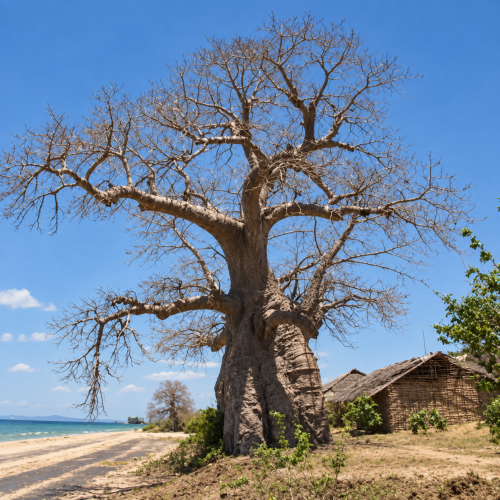 Nasiona-Baobabu-Madagaskarskiego–Adansonia-Madagascariensis (2).png