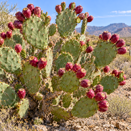Nasiona-Opuncji-Streptokanta-Opuntia-Streptacantha (6).png