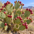 Nasiona-Opuncji-Streptokanta-Opuntia-Streptacantha (6).png