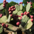 Nasiona-Opuncji-Streptokanta-Opuntia-Streptacantha (5).png