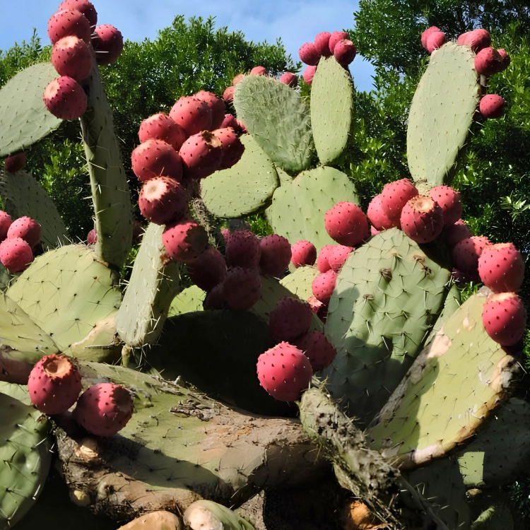 Nasiona-Opuncji-Streptokanta-Opuntia-Streptacantha (5).png