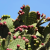 Nasiona-Opuncji-Streptokanta-Opuntia-Streptacantha (4).png