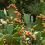Nasiona-Opuncji-Streptokanta-Opuntia-Streptacantha (3).png
