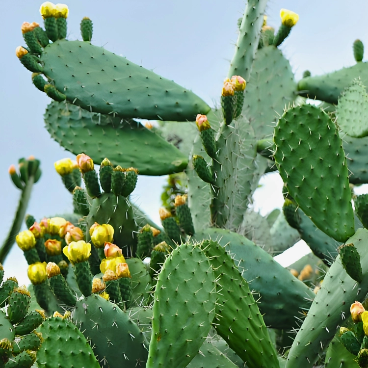 Nasiona-Opuncji-Streptokanta-Opuntia-Streptacantha (2).png