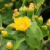 Nasiona-Opuncji-Streptokanta-Opuntia-Streptacantha.png
