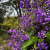 Nasiona-Australijskiej-Glicynii–Hardenbergiacomptoniana (1).png
