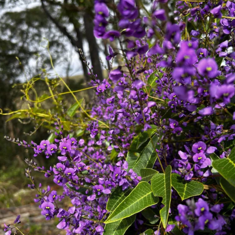 Nasiona-Australijskiej-Glicynii–Hardenbergiacomptoniana (1).png