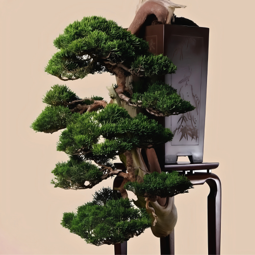 Nasiona-Jałowca-Chińskiego–Juniperus-Chinensis (5).png