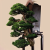 Nasiona-Jałowca-Chińskiego–Juniperus-Chinensis (5).png