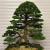 Nasiona-Jałowca-Chińskiego–Juniperus-Chinensis (4).png