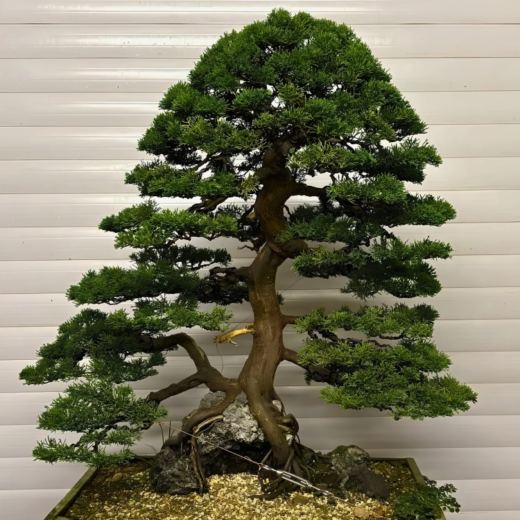 Nasiona-Jałowca-Chińskiego–Juniperus-Chinensis (4).png