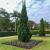 Nasiona-Jałowca-Chińskiego–Juniperus-Chinensis (3).png