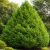 Nasiona-Jałowca-Chińskiego–Juniperus-Chinensis.png