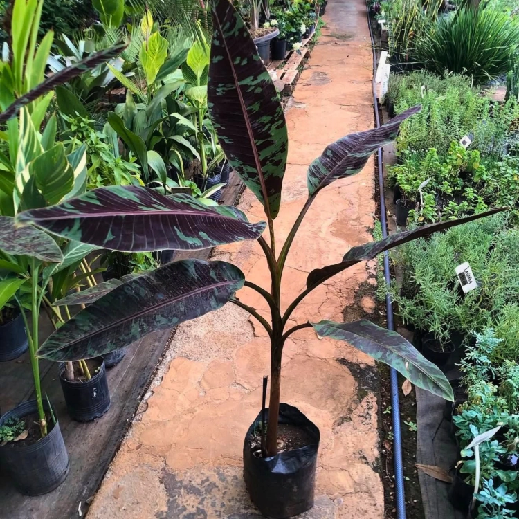 Nasiona-Bananowca-Zebrina–Musa-acuminata-var.-sumatrana (3).png