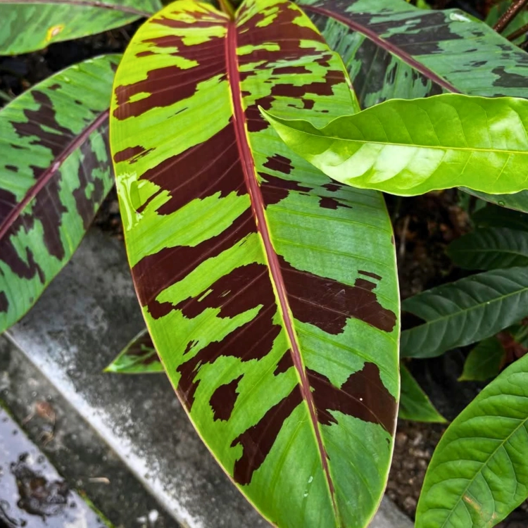 Nasiona-Bananowca-Zebrina–Musa-acuminata-var.-sumatrana (2).png
