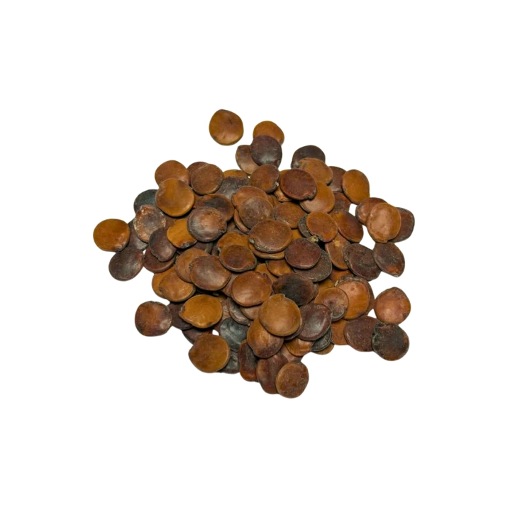 Nasiona-Glicirydii-Meksykańskiej–Gliricidia-sepium (5).png