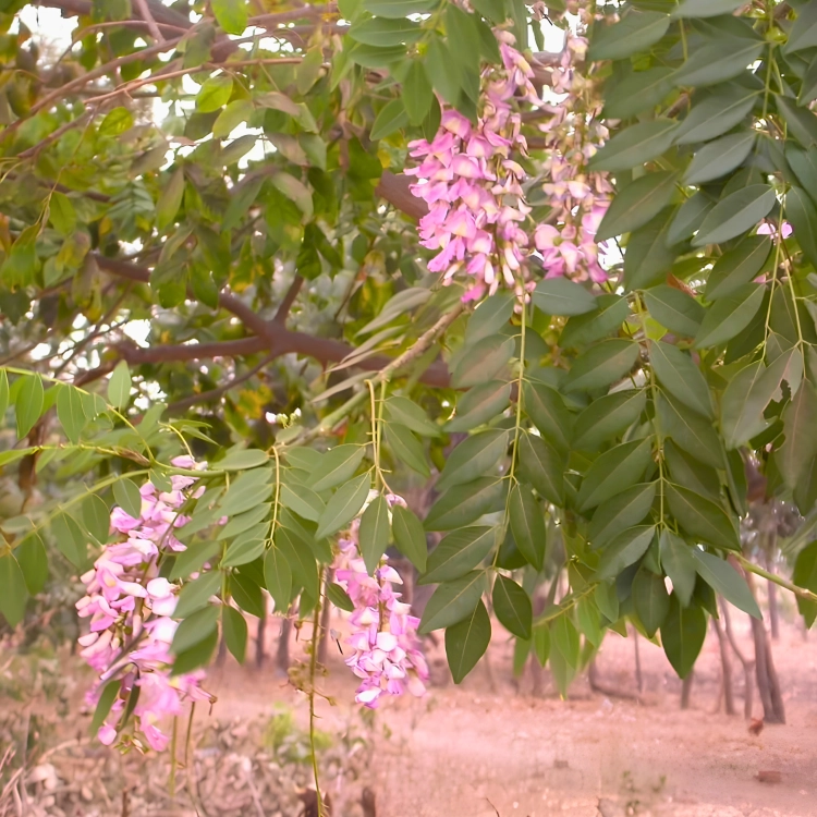 Nasiona-Glicirydii-Meksykańskiej–Gliricidia-sepium (3).png