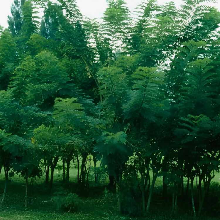 Nasiona-Glicirydii-Meksykańskiej–Gliricidia-sepium (1).png
