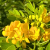 Nasiona-Senny-Argentyńskiej–Senna-Corymbosa (6).png