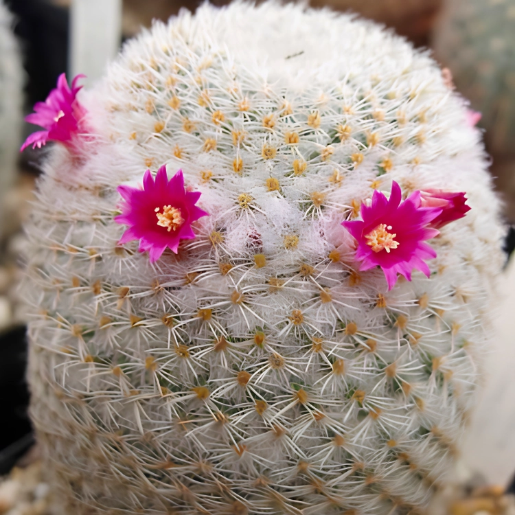 Nasiona-Kaktusa-Mammillaria-Albilanata (4).png