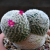 Nasiona-Kaktusa-Mammillaria-Albilanata (3).png